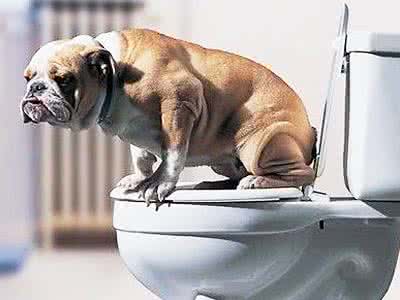 如何训练狗狗定点排便 对狗狗进行箱内排便的训练