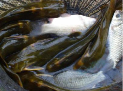 春天钓鱼技巧野钓鲫鱼 野钓最关键的技巧就是找鱼