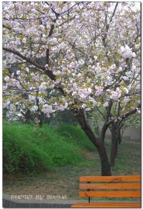 在樱花树中跌落 一树樱花落，满地温柔色