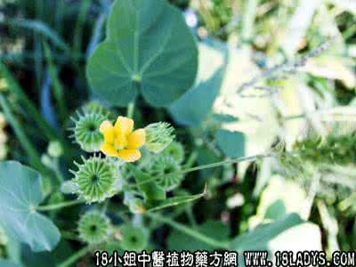 中药大全图片及名称 磨盘草 磨盘草(中草药名称:磨盘草)(中药大全科目:仙人掌科)