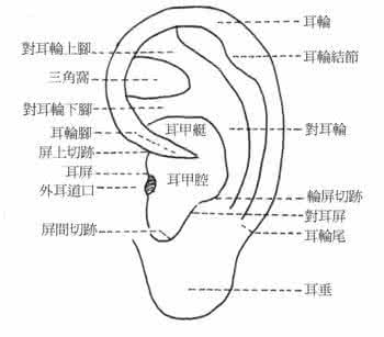 耳诊与疾病对照图 耳诊