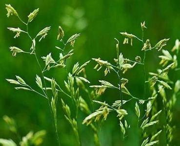 农村野草名称大全图片 脱发如何治疗有奇效 这棵农村的野草，很多人不认识，但它解毒有奇效