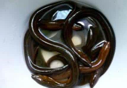 鳝鱼死了多久不能吃 鳝鱼死了多久不能吃 鳝鱼与什么不能同吃？