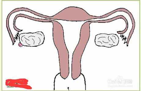 受孕过程要几天 怎样才能怀孕—图解演示女性受孕全过程