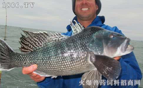 海鲈鱼多少钱一斤 海鲈鱼多少钱一斤 鲈鱼多少钱一斤