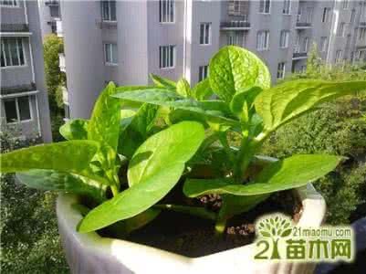 阳台种黄瓜 【阳台种菜】新奇特蔬菜>>黄瓜