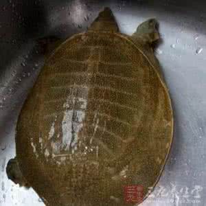 老年人体弱吃啥补 体弱鳖来补 夏季吃鳖正当时