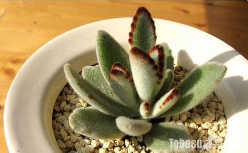 月兔耳 扦插 【园艺】月兔耳扦插繁殖方法，月兔耳的家庭养护