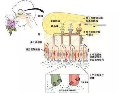 执业医师考试内分泌 执业医师最全笔记（消化、循环、呼吸、内分泌、泌尿、精神）