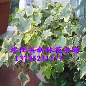 室内盆栽常绿阔叶植物 花叶蔓长春花常绿盆栽植物名称及图片