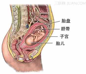 胎盘厚度会变化吗 胎盘厚度的变化是怎样的