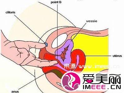 女性自'慰技巧动态图 g点 为爱寻找女性G点