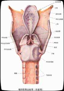人体呼吸系统结构图 人体“九大”系统之七——呼吸系统（咽与喉）
