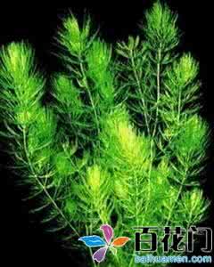 金鱼藻的养殖方法 金鱼藻 金鱼藻图片，金鱼藻怎么养殖？