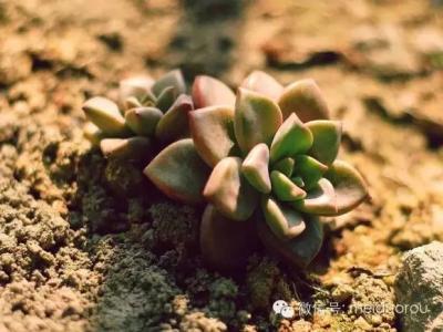 多肉植物砍头生根教程 多肉植物夏季如何生根 这5种方法你一定要知道！