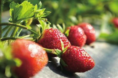 成都周边摘草莓的地方 草莓周末 成都周边的冬草莓熟了，周末赶紧趁早去！