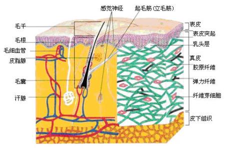 脸颊角质层薄如何修复 角质层过薄的敏感皮们 你们知道如何护肤吗