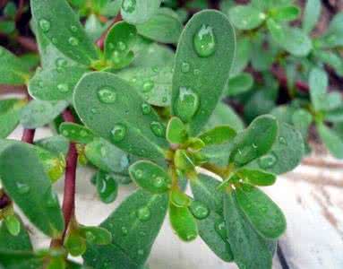 常吃的野菜 这种野菜是男人补肾的法宝,常吃能治阴虚内热、肝火上升!