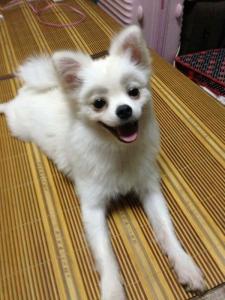 博美犬 松鼠犬 松鼠犬 【松鼠犬】松鼠犬又称博美犬
