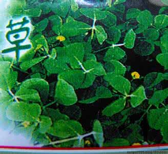 小时候受欺负长大出息 儿时受欺负,长大遭了秧