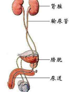 膀胱结石怎么引起的 膀胱结石 引起膀胱结石的原因有哪些