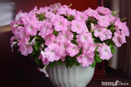 垂吊矮牵牛品种 垂吊矮牵牛品种大全 矮牵牛图片欣赏