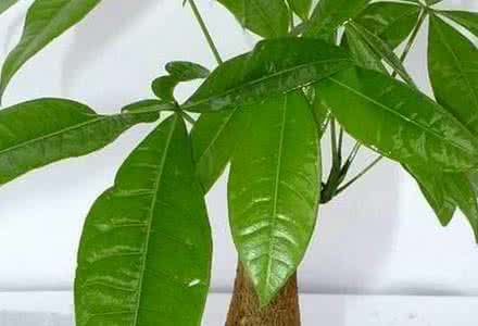发财树叶子发黄怎么办 发财树叶子发黄 发财树叶子发黄怎么办