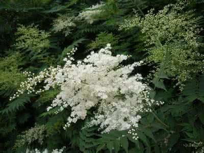 家具对家居环境的影响 丁香花图片和介绍 丁香花的介绍-丁香花对家居环境的影响