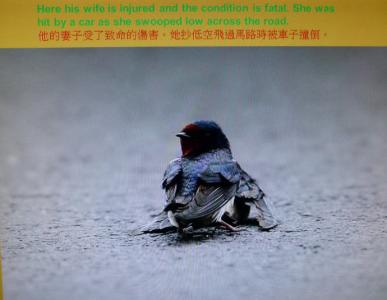 燕子感人动画 感人的燕子