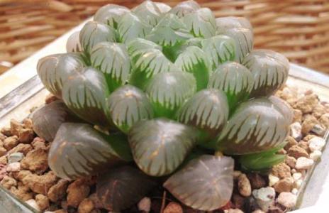 冰灯玉露怎么吃 冰灯玉露的作用