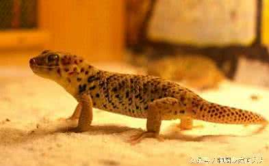 壁虎为什么叫守宫 壁虎为什么叫守宫 小小壁虎，被皇帝赐名“守宫”，现在被认为是治疗肝癌和胃癌好药