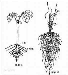 根系的类型 根系类型 根系有哪些类型？