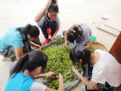 手工绿茶炒制教学视频 绿茶饮用挑选方法教学视频