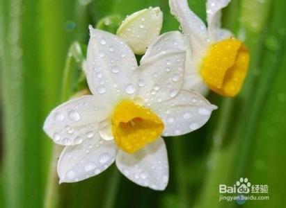 水仙花鳞茎 水仙花有毒吗：鳞茎含拉丁可