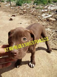 比特犬多少钱一只幼犬 比特犬 比特犬多少钱一只