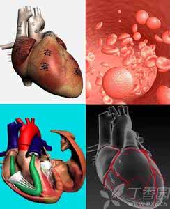 心脏解剖学 虫哥说图系列1 -----心脏解剖学概要~前言 （转）