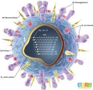 预防病毒性感冒 鼻病毒 对感冒等鼻病毒类疾病的预防法