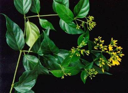 断肠草治癌症 类风湿怎么治疗 清楚断肠草巧治类风湿吗