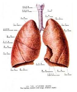 肺癌早期症状 肺癌早期症状 肺癌的易发群体