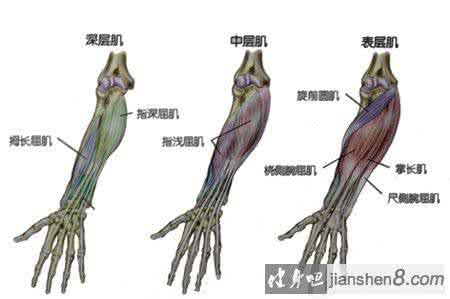 前臂肌肉锻炼 前臂 麒麟臂是如何炼成的？如何训练前臂肌群？
