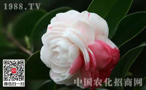 山茶花病虫害防治 山茶花病虫害防治 山茶花常见虫害的防治
