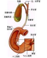 胆囊切除 大肠癌 胆囊切除后预防大肠癌的方法