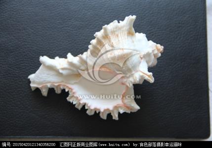 贝壳工艺品 贝壳制作工艺品 贝壳工艺品的制作方法和文化价值