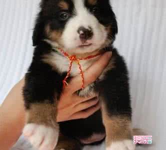 伯恩山犬图片多少钱 伯恩山犬价格