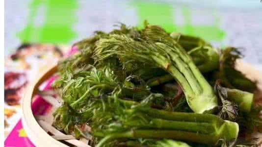 野菜刺嫩芽 野菜草本刺嫩芽