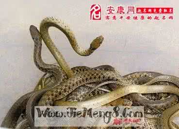 梦到好多蛇周公解梦 周公解梦蛇 梦见蛇　周公解梦之梦到蛇_周公解梦蛇