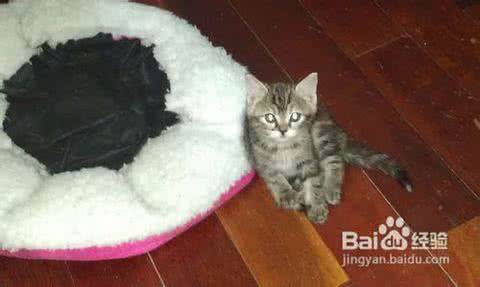 宠物身上有跳蚤怎么办 3招去除宠物身上的跳蚤