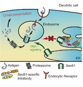 抗原呈递细胞 immunity发现抗原交叉呈递分子机制