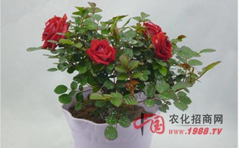 月季花的养殖方法 月季花的养殖方法 月季的养殖方法和注意事项