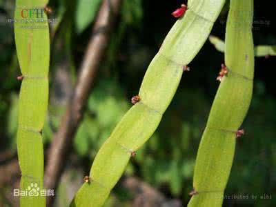 水竹的养殖养护方法 竹节蓼 竹节蓼、扁茎竹的养殖养护方法